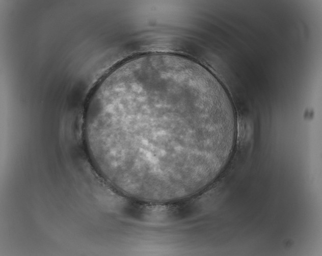 X0000111810301200907301239
