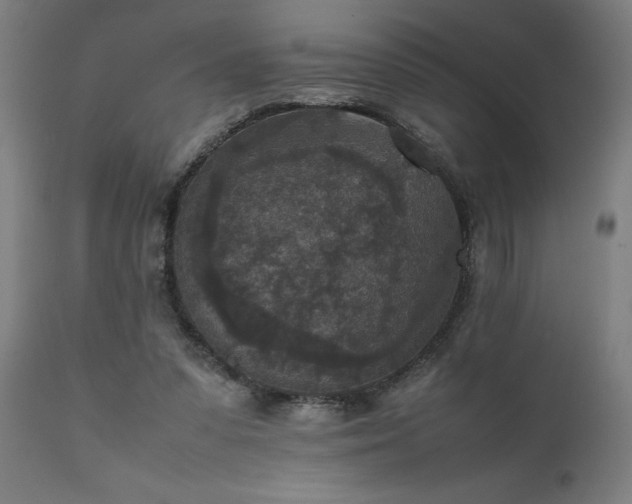 X0000111810303200907301239