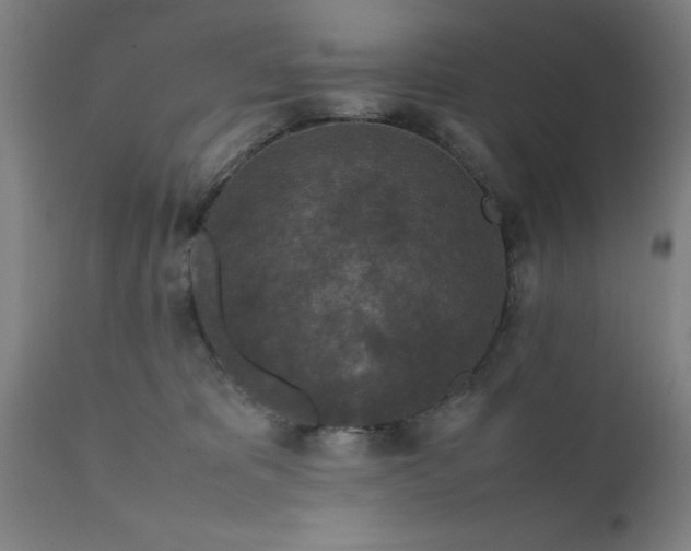 X0000111810325200907301239