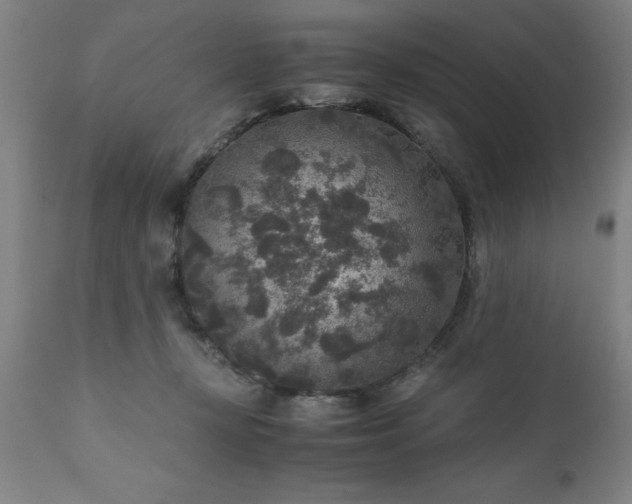 X0000111810367200907301239