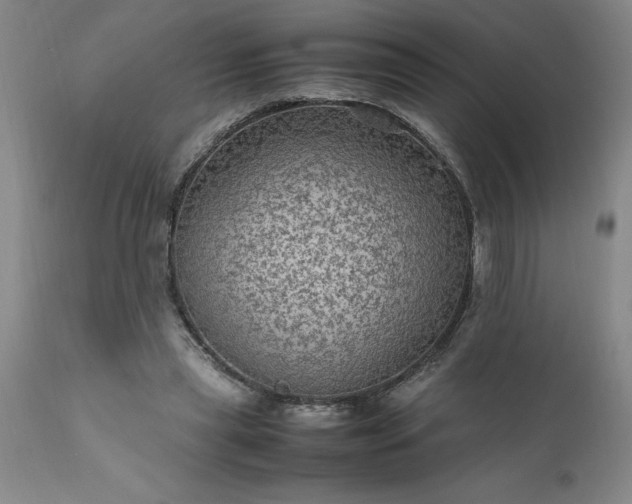 X0000111810445200907301237