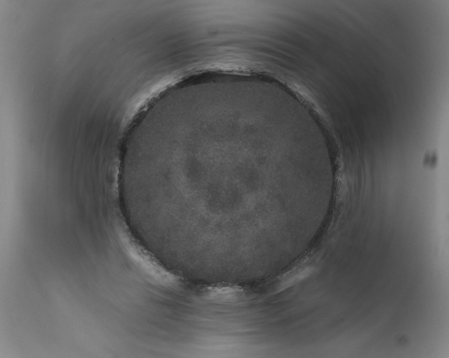 X0000111810446200907301237