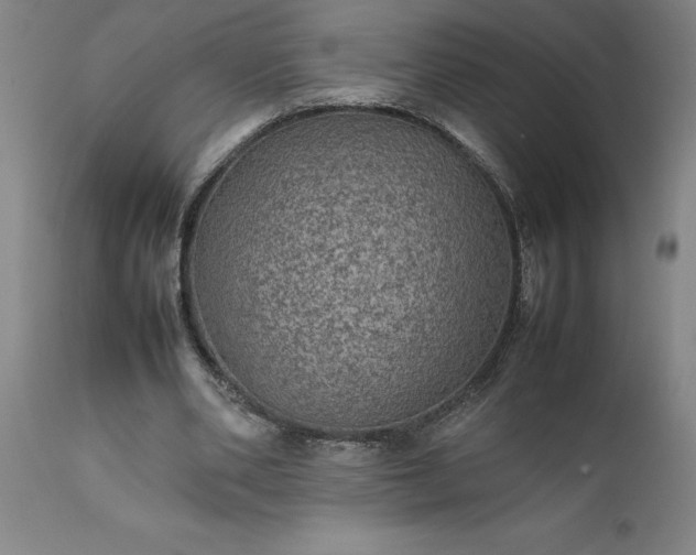 X0000111810486200907301236