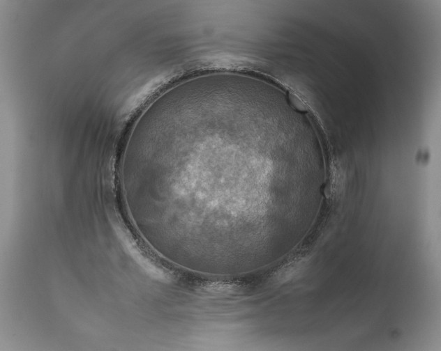 X0000111810581200907301235