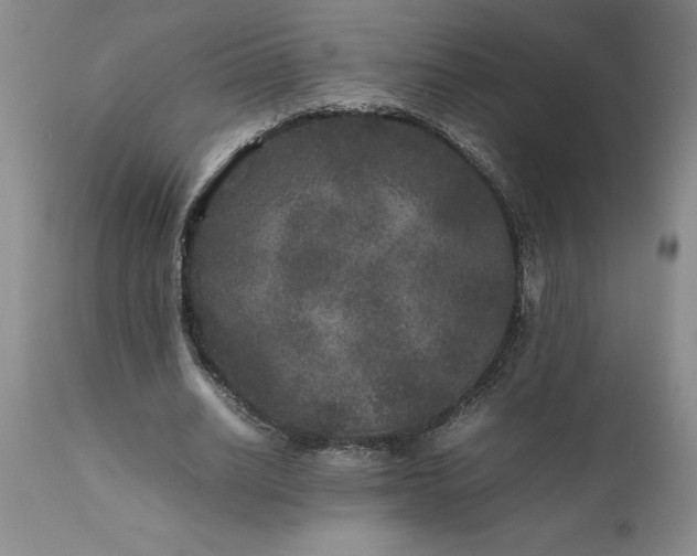 X0000111810630200907301233