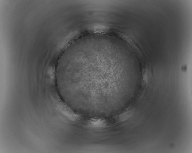 X0000111810667200907301234