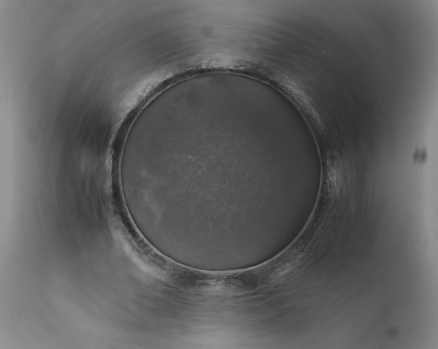 X0000111810678200907301233