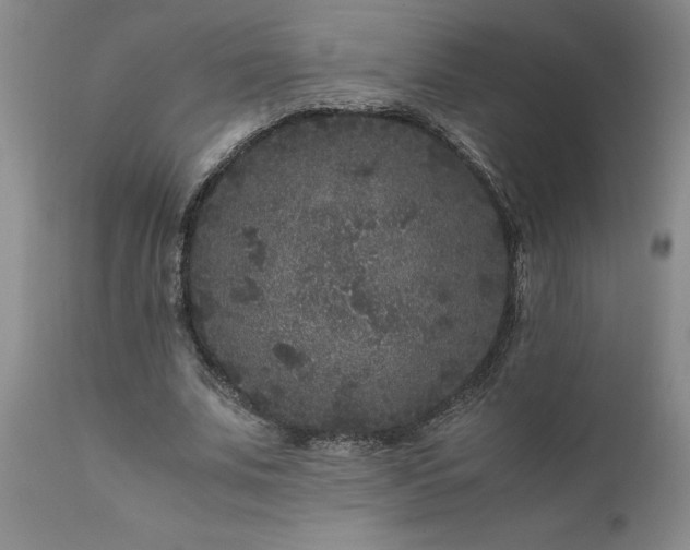 X0000111810679200907301233