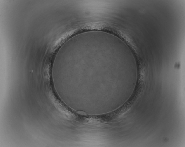 X0000111810681200907301233