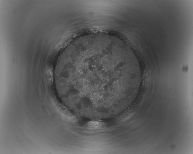 X0000111810699200907301233