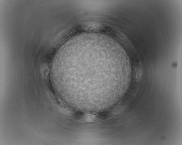 X0000111810701200907301233