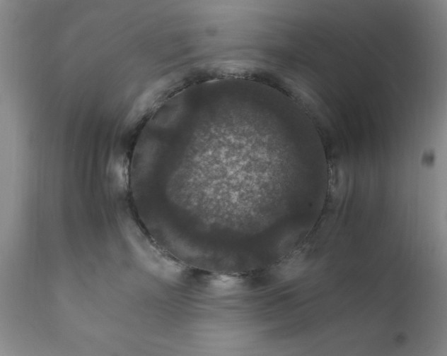 X0000111810718200907301233