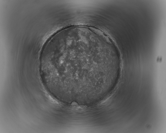 X0000111810721200907301232