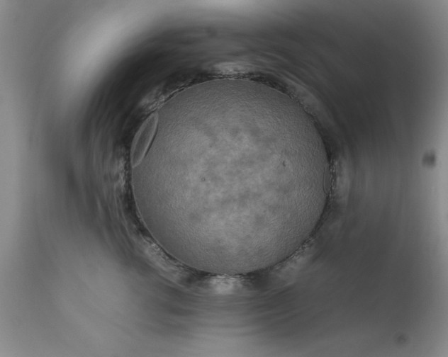 X0000111810762200907301233