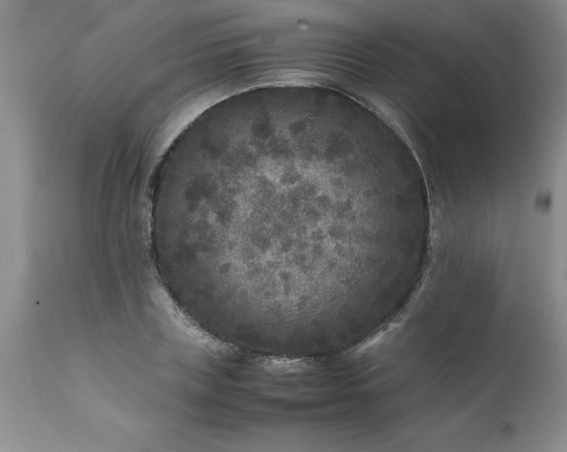 X0000111810835200907301231