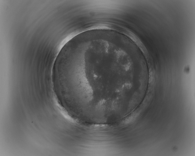 X0000111810858200907301231