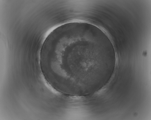 X0000111810862200907301231