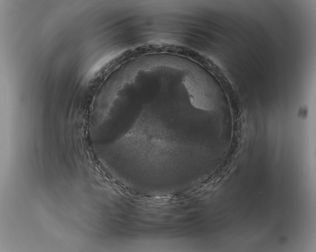 X0000111810919200907301229