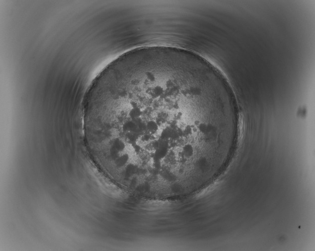 X0000111810925200907301229