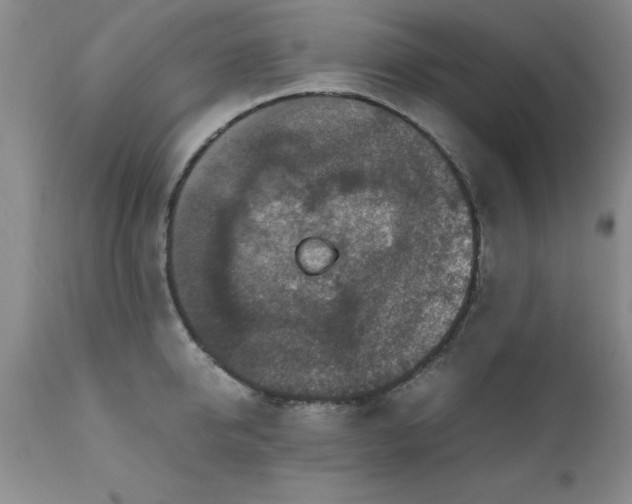 X0000111810950200907301230