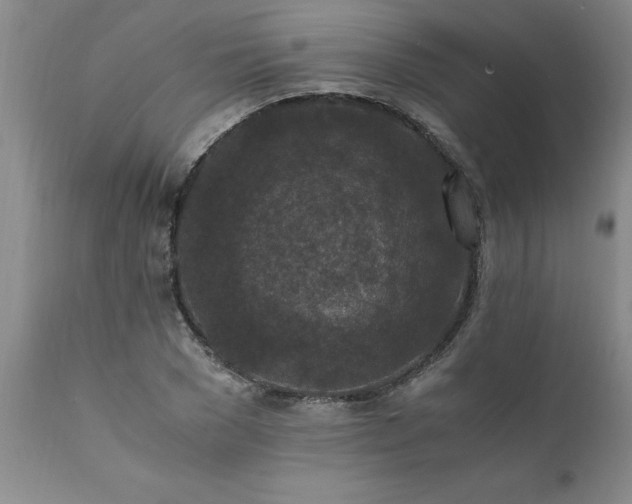 X0000111810977200907301229