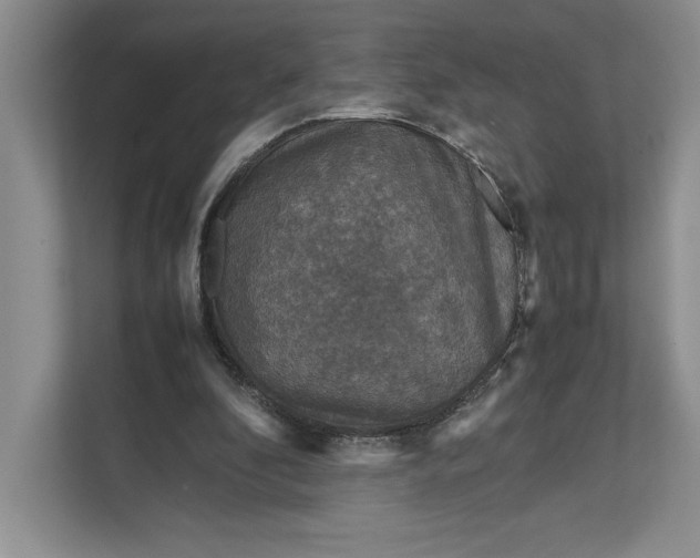 X0000111810296200908061121