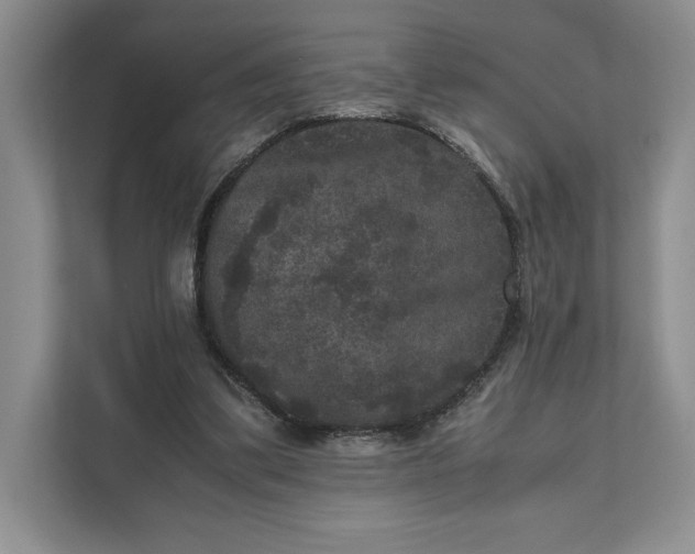 X0000111810299200908061121