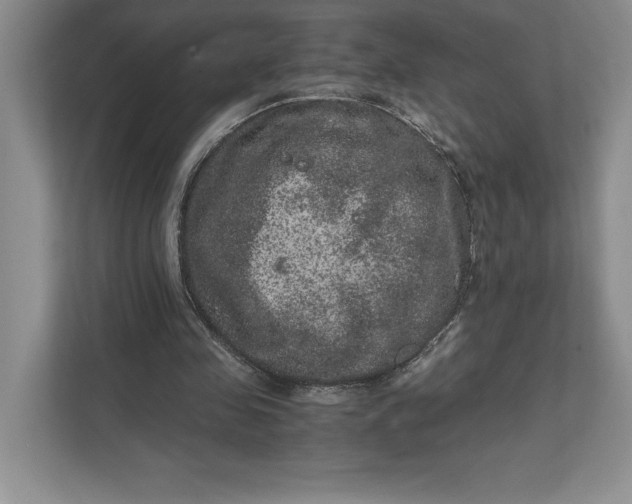 X0000111810341200908061120