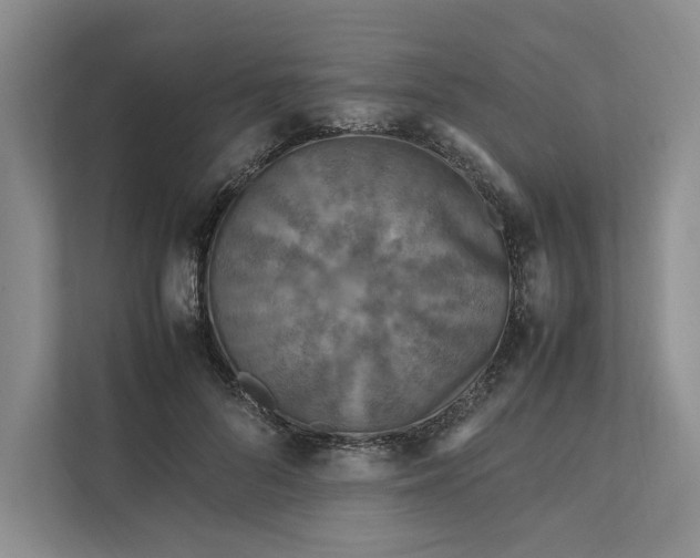 X0000111810696200908061115