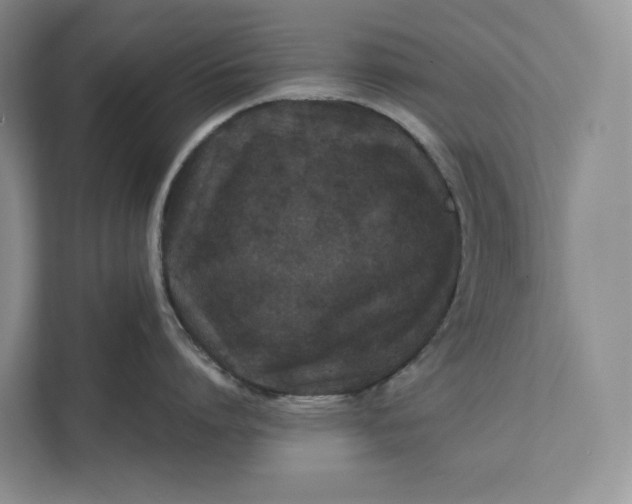 X0000111810864200908061114