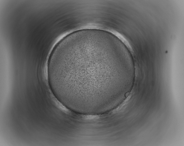 X0000111811238200908061109
