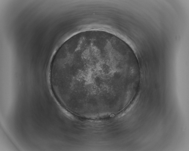 X0000111811525200908061105