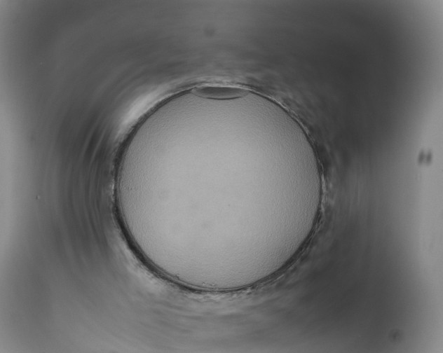X0000111810005200908131510