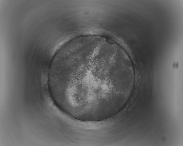X0000111810010200908131510