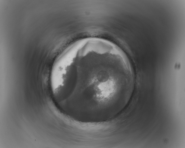 X0000111810018200908131509