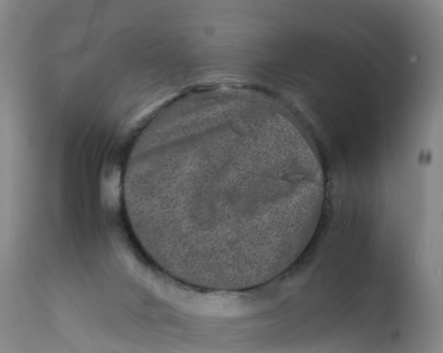X0000111810024200908131509