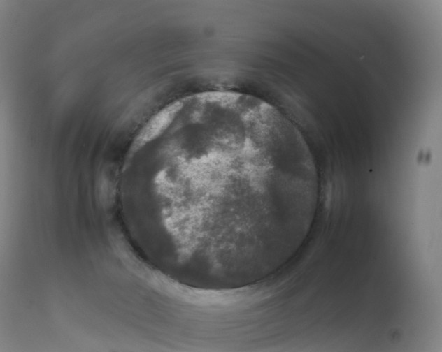 X0000111810030200908131509