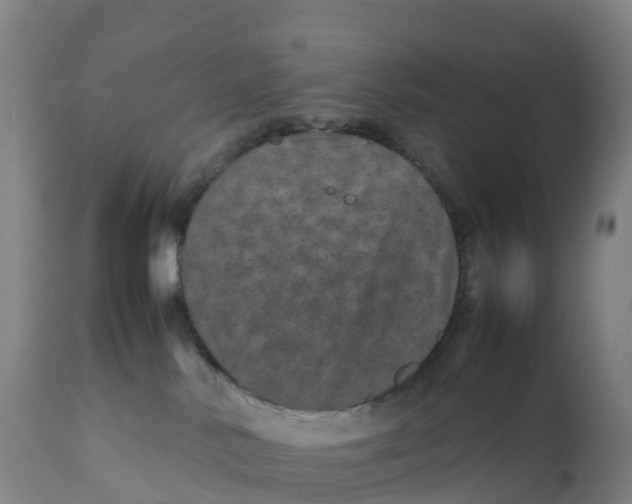 X0000111810042200908131509