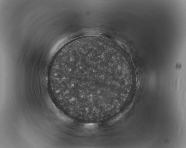 X0000111810053200908131508
