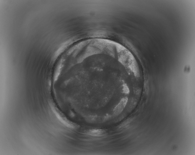 X0000111810059200908131509