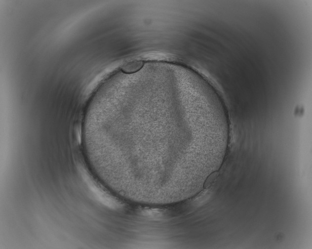X0000111810062200908131509