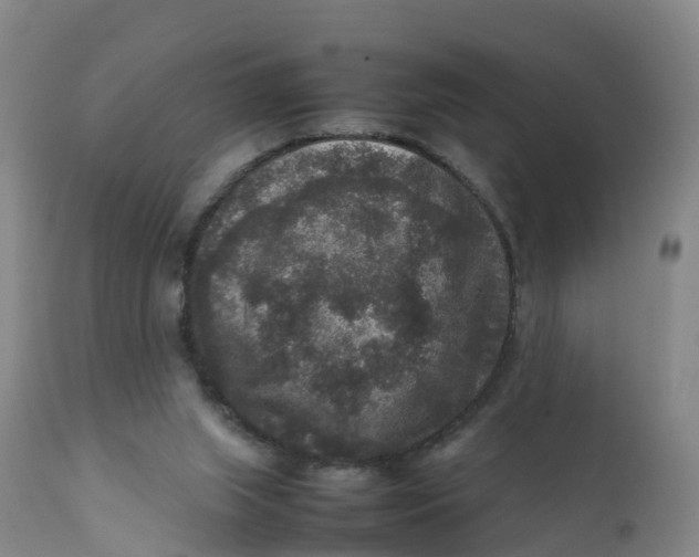 X0000111810063200908131509