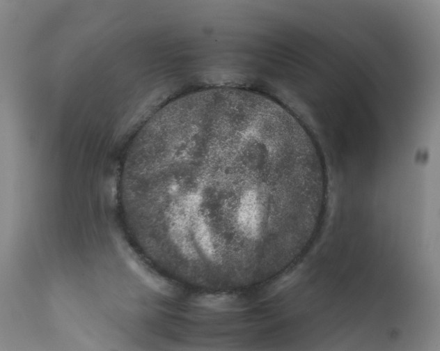 X0000111810065200908131509