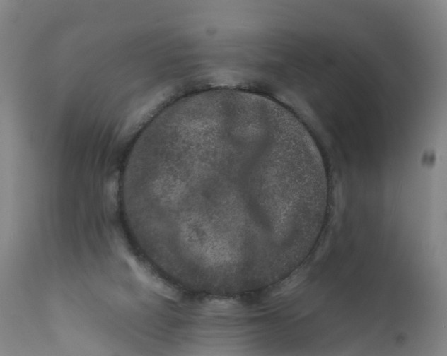 X0000111810066200908131509