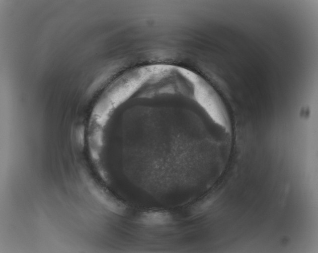 X0000111810067200908131509