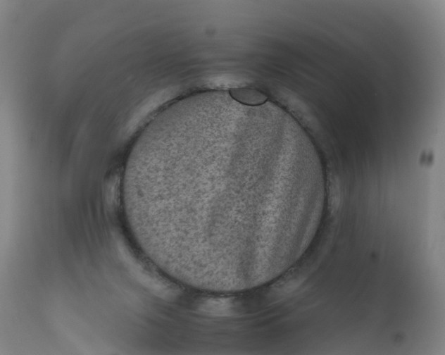 X0000111810071200908131509