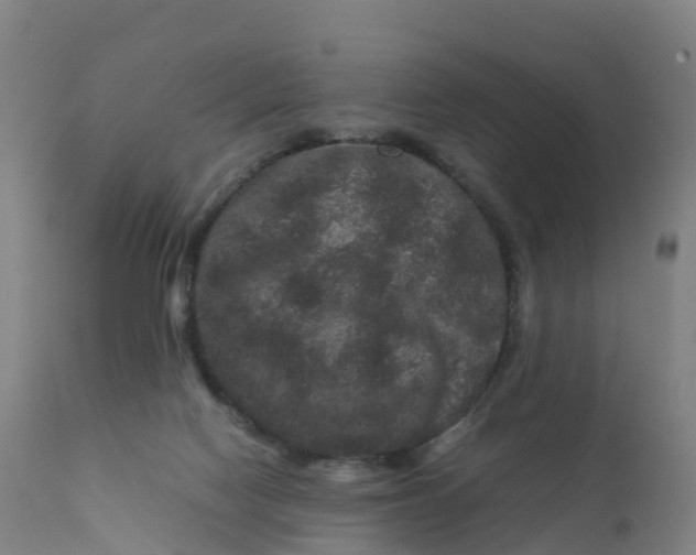 X0000111810074200908131509