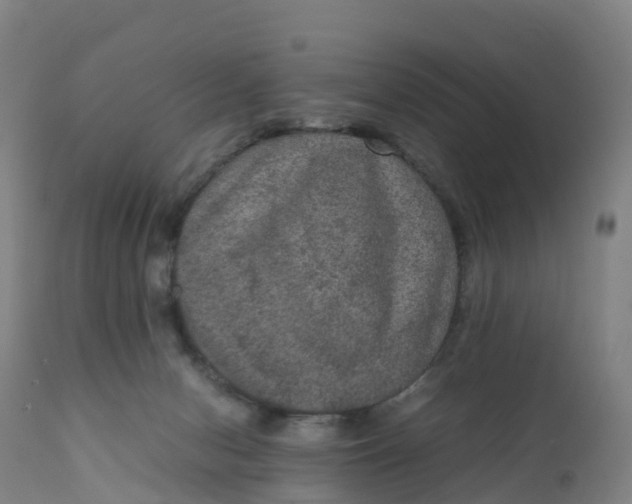 X0000111810078200908131509