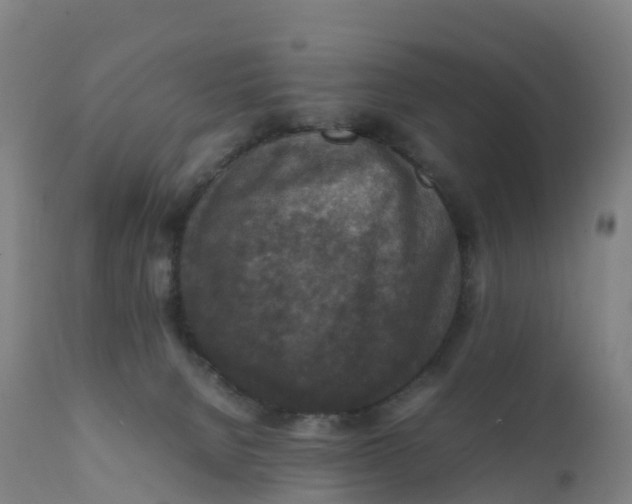 X0000111810080200908131509
