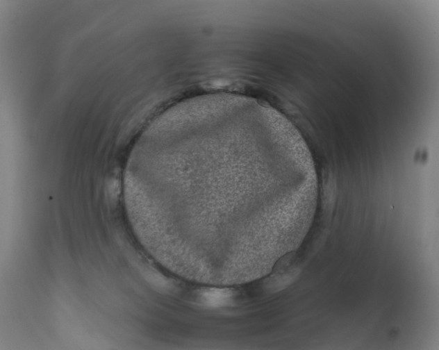 X0000111810085200908131509